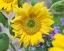 Picture of SUNFLOWERS