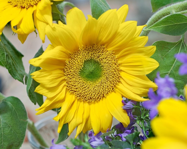 Picture of SUNFLOWERS