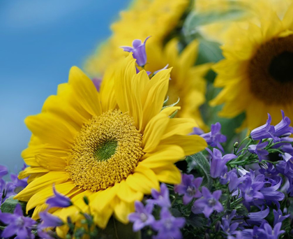 Picture of SUNFLOWERS AND CAMPANULA