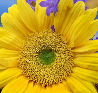 Picture of SUNFLOWERS 