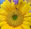 Picture of SUNFLOWERS 