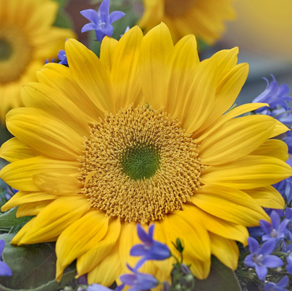 Picture of SUNFLOWERS 