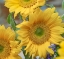 Picture of SUNFLOWERS