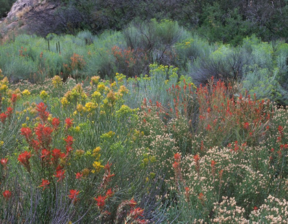 Picture of INDIAN PAINTBRUSHES AND CHAMISAS