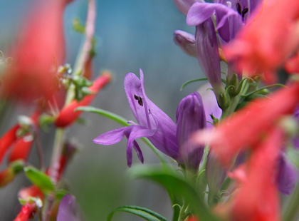 Picture of ROCKY MOUNTAIN AND FIRECRACKER PENSTEMONS