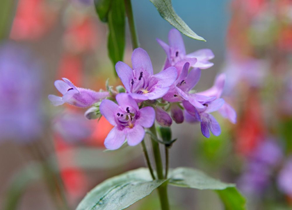 Picture of BLUE MIST PENSTEMON