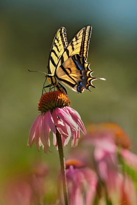 Picture of TWO TAILED SWALLOWTAIL BUTTERFLY ON PURPLE CONEFLOWER