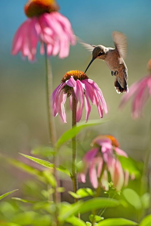 Picture of BLACK CHINNED HUMMINGBIRD