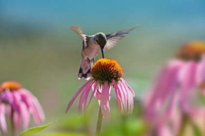 Picture of BLACK CHINNED HUMMINGBIRD ON PURPLE CONEFLOWER