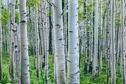 Picture of ASPEN TRUNKS