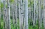 Picture of ASPEN TRUNKS