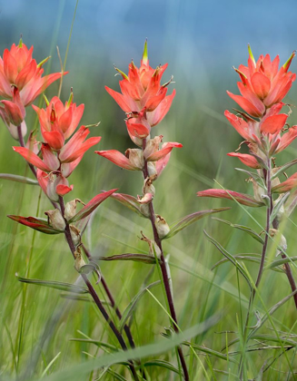 Picture of INDIAN PAINTBRUSHES