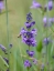 Picture of ROCKY MOUNTAIN PENSTEMON