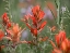Picture of INDIAN PAINTBRUSHES