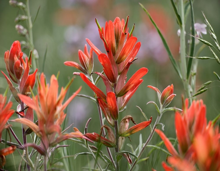 Picture of INDIAN PAINTBRUSHES