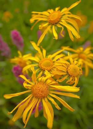 Picture of ORANGE SNEEZEWEEDS