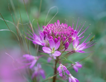 Picture of ROCKY MOUNTAIN IN BEEPLANT FLOWER WITH ANT