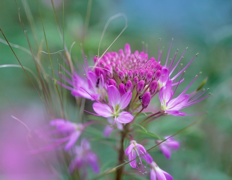 Picture of ROCKY MOUNTAIN IN BEEPLANT FLOWER WITH ANT