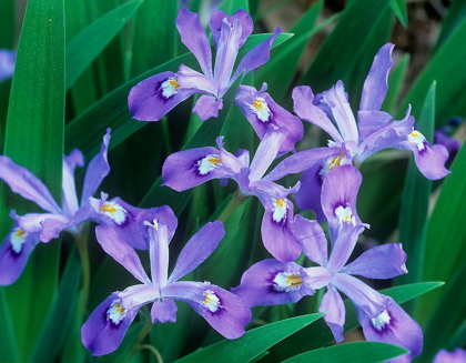 Picture of CRESTED DWARF IRIS