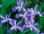 Picture of CRESTED DWARF IRIS