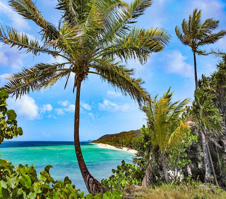 Picture of COCONUT TREES AND CAMP BAY IN DISTANCE