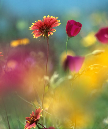 Picture of INDIAN BLANKET AND WINE-CUPS