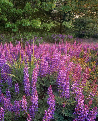 Picture of LUPINES AT WEST BEACH