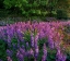 Picture of LUPINES AT WEST BEACH