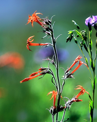 Picture of SCARLET GILIA AND BLUE FLAX