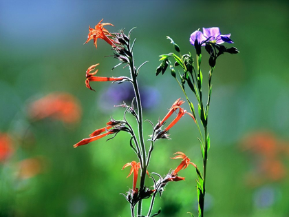 Picture of SCARLET GILIA AND BLUE FLAX