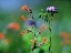 Picture of SCARLET GILIA AND BLUE FLAX