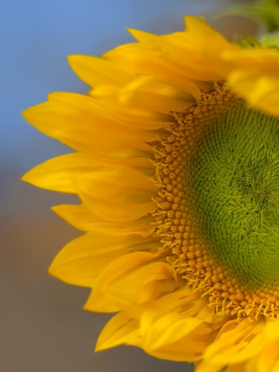 Picture of SUNFLOWER