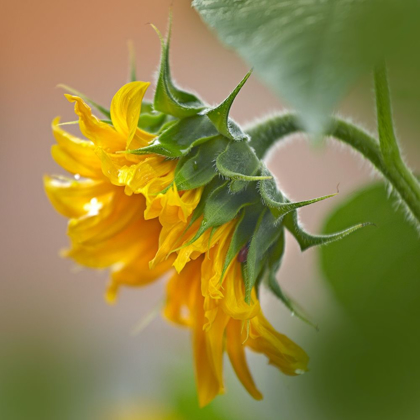 Picture of SUNFLOWER