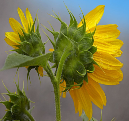 Picture of SUNFLOWER