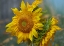 Picture of SUNFLOWERS