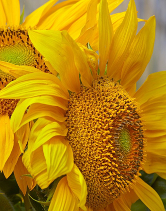 Picture of SUNFLOWERS