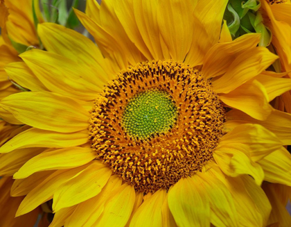 Picture of SUNFLOWERS