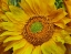 Picture of SUNFLOWERS