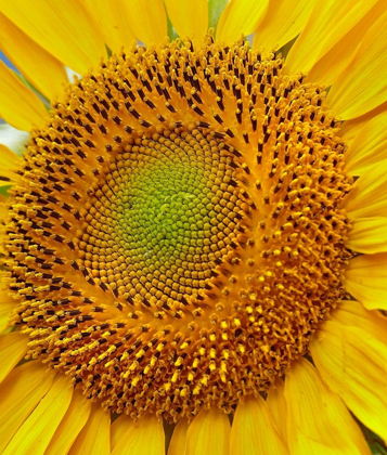 Picture of SUNFLOWERS