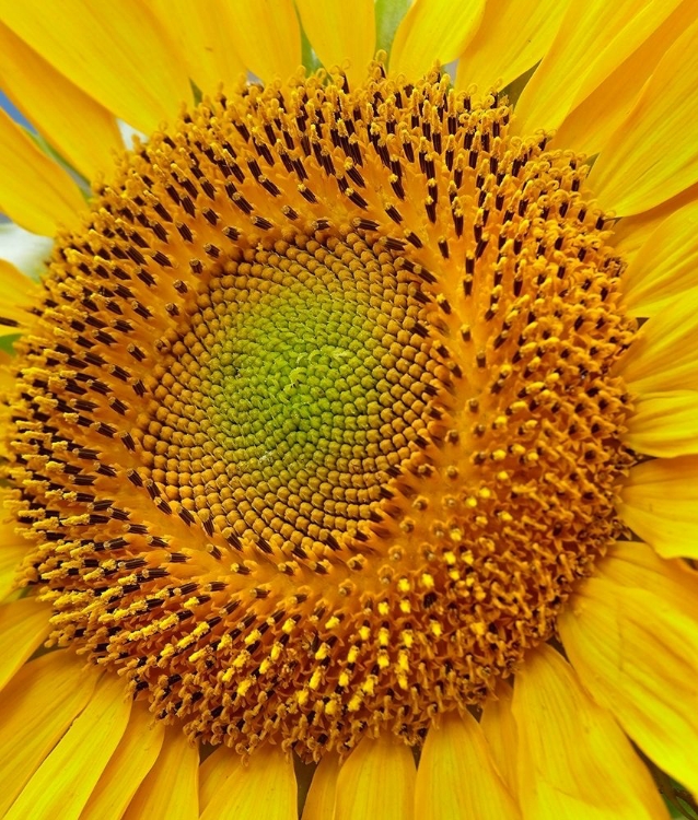 Picture of SUNFLOWERS