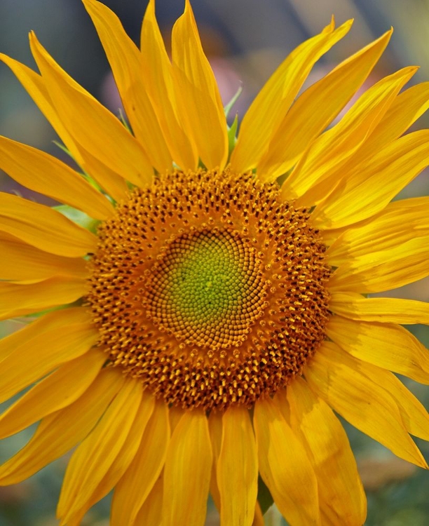 Picture of SUNFLOWERS