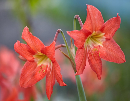 Picture of AMARYLLIS