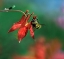 Picture of BEE ON WILD COLUMBINE