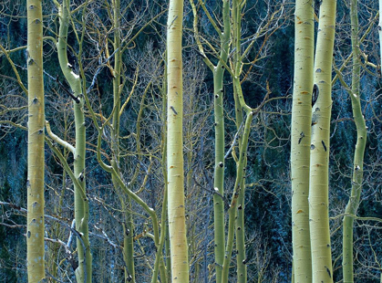 Picture of ASPEN TRUNKS