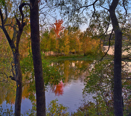 Picture of OAK HICKORY FOREST