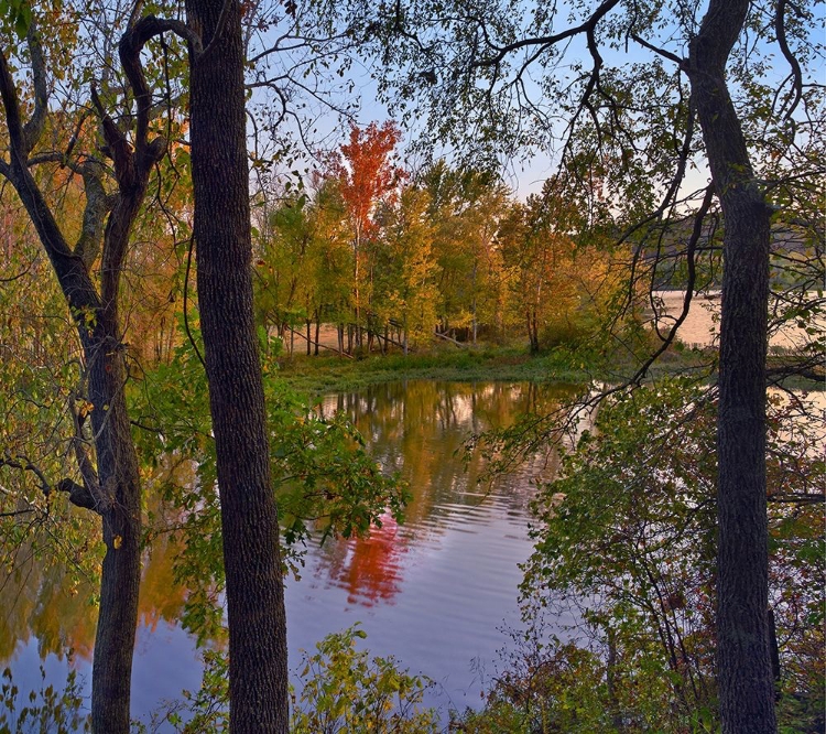 Picture of OAK HICKORY FOREST