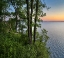 Picture of OAK TREES AT EISENHOWER LAKE