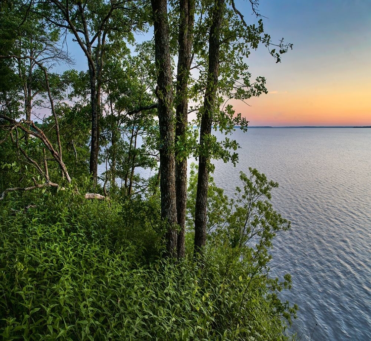 Picture of OAK TREES AT EISENHOWER LAKE