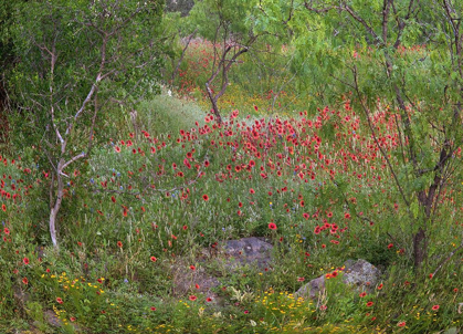 Picture of WILDFLOWERS ALONG WHITE CREEK