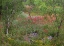 Picture of WILDFLOWERS ALONG WHITE CREEK